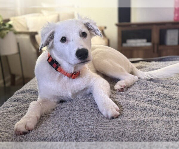 Medium Photo #28 Great Pyrenees-Unknown Mix Puppy For Sale in Brewster, NY, USA