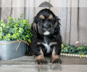 Medium Cocker Spaniel
