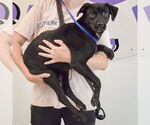 Small #1 Mutt