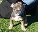 Puppy Blue American Bully