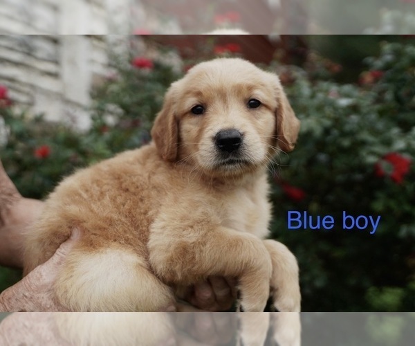 Medium Photo #9 Golden Retriever Puppy For Sale in ROUND ROCK, TX, USA