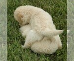 Small Photo #5 Golden Retriever Puppy For Sale in VERMONTVILLE, MI, USA
