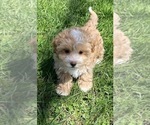 Small #3 Maltipoo