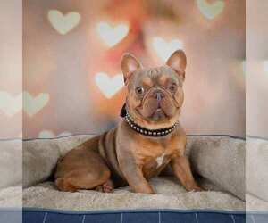 Father of the French Bulldog puppies born on 05/22/2025