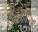 Small Photo #26 Great Dane Puppy For Sale in LAURENS, SC, USA