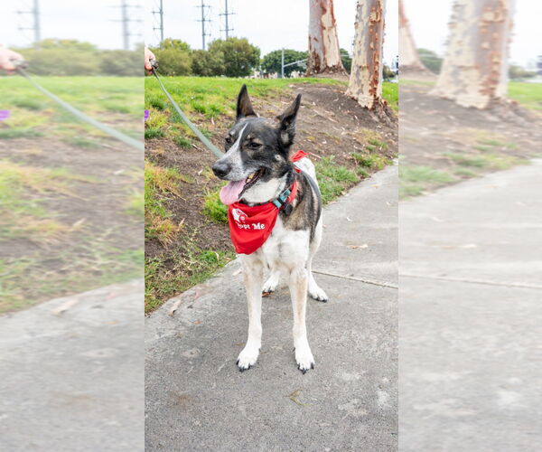 Medium Photo #38 Mutt Puppy For Sale in Lake Forest, CA, USA