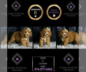 Cavapoo Puppy for sale in WARSAW, IN, USA