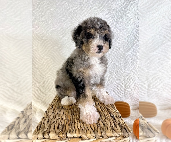Medium Photo #3 Miniature Bernedoodle Puppy For Sale in GREENFIELD, IN, USA