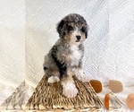 Small #2 Miniature Bernedoodle