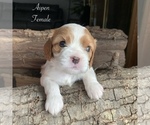 Puppy Aspen Cavalier King Charles Spaniel