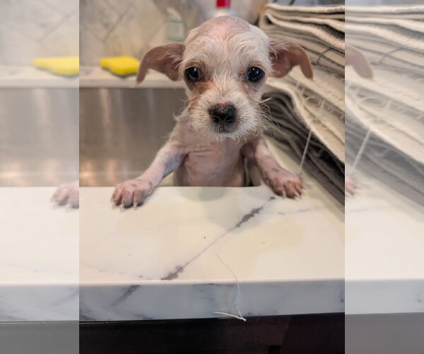 Medium Photo #3 Shih Tzu Puppy For Sale in The Woodlands, TX, USA