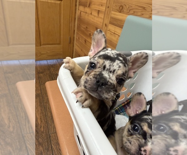 Medium Photo #2 French Bulldog Puppy For Sale in ELKHORN, WI, USA
