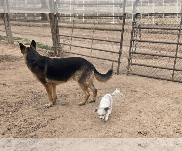 Medium Photo #4 Shih Tzu-Unknown Mix Puppy For Sale in Peralta, NM, USA