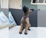 Small Photo #3 Belgian Malinois Puppy For Sale in ELK GROVE, CA, USA