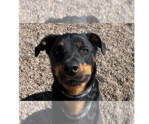 Dolce - Female Rottweiler Dog for Adoption - Photo #14