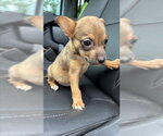 Small Chihuahua