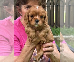 Cavalier King Charles Spaniel Puppy for sale in SAN LEANNA, TX, USA