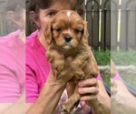 Image preview for Ad Listing. Nickname: Bingo