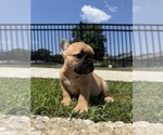 Small #4 French Bulldog