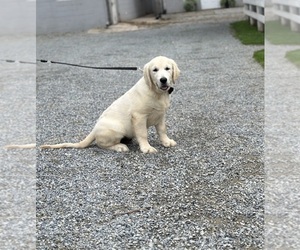 English Cream Golden Retriever Dog for Adoption in LANCASTER, Pennsylvania USA