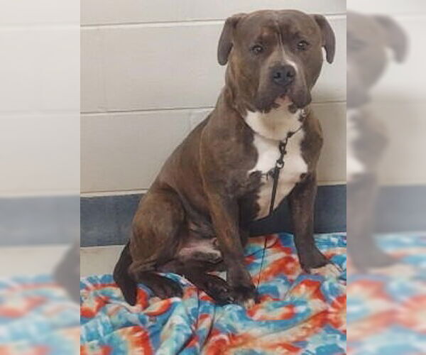 Medium Photo #4 Mutt Puppy For Sale in Glen Allen, VA, USA