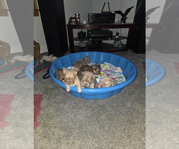 Medium Photo #1 French Bulldog Puppy For Sale in RUSHVILLE, IN, USA