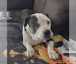 Small #5 Mutt