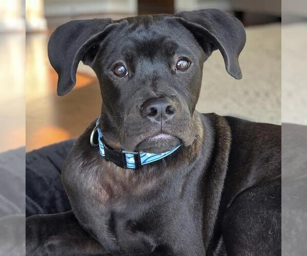 Medium Photo #1 Boxer-Unknown Mix Puppy For Sale in San Diego, CA, USA