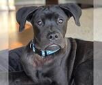 Small Boxer Mix