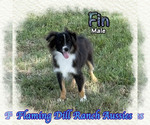 Image preview for Ad Listing. Nickname: Fin