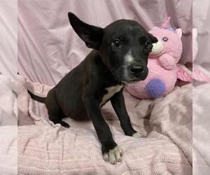 Border Collie-Unknown Mix Dogs for adoption in Modesto, CA, USA