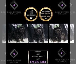 Poodle (Toy) Puppy for sale in WARSAW, IN, USA
