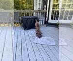 Small #15 Chinese Shar-Pei Mix