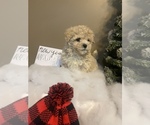 Small Photo #3 Poochon Puppy For Sale in PRINCETON, KY, USA