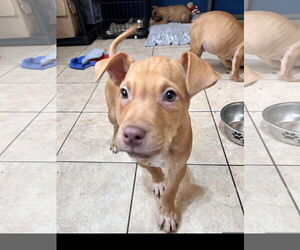 Labrador Retriever-Unknown Mix Dogs for adoption in Tracy City, TN, USA