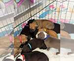 Small #9 American Staffordshire Terrier Mix