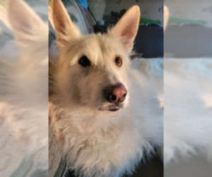 Polar - Male Mutt Dog for Adoption - Photo #6
