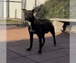 Small #1 Mutt