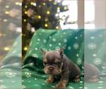 Small #1 French Bulldog