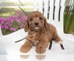 Small Photo #3 Cavapoo Puppy For Sale in FRESNO, OH, USA