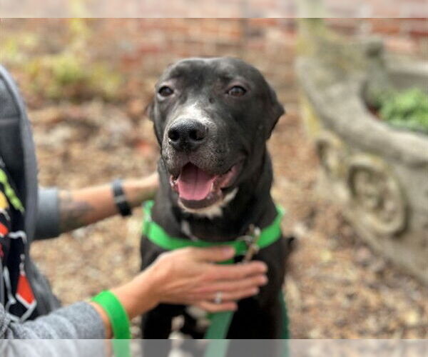 Medium Photo #2 Mutt Puppy For Sale in Louisville, KY, USA