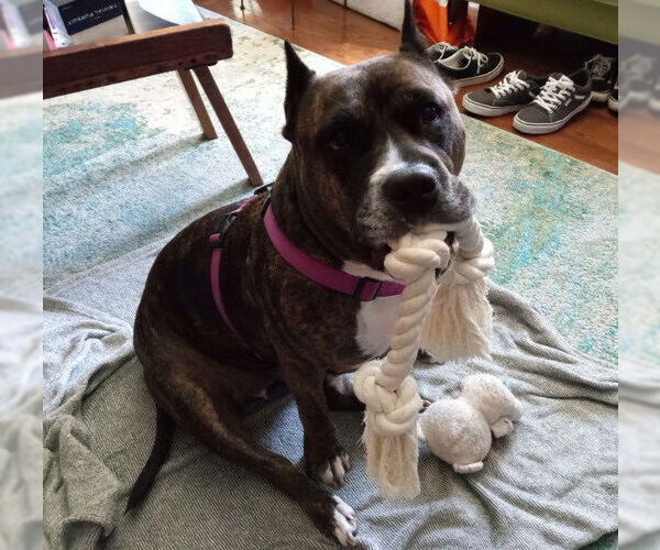 Medium Photo #54 Mutt Puppy For Sale in Philadelphia, PA, USA