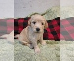 Small #4 Goldendoodle