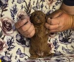Small #1 Poodle (Miniature)