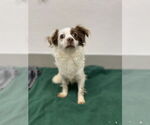 Small #9 Chihuahua-Spaniel Mix