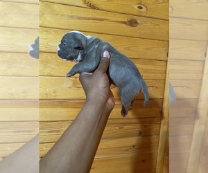 American Bully Puppy for sale in NEWBERRY, SC, USA