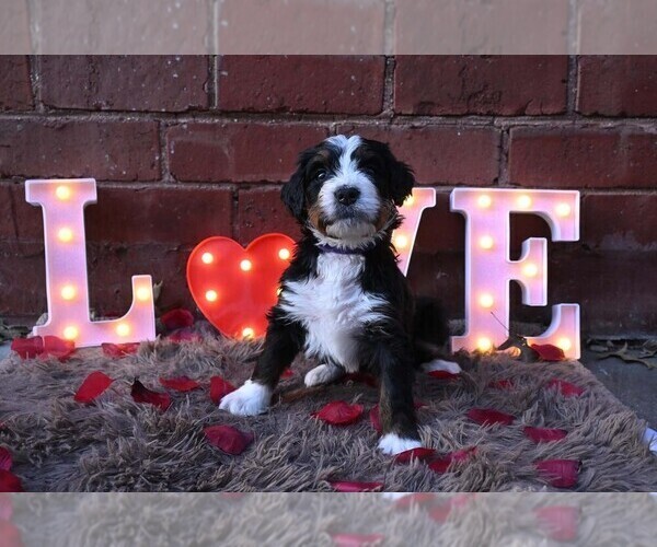 Medium Photo #2 Bernedoodle Puppy For Sale in ELMWOOD, IL, USA