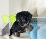 Small Photo #2 YorkiePoo Puppy For Sale in ROCK HILL, SC, USA