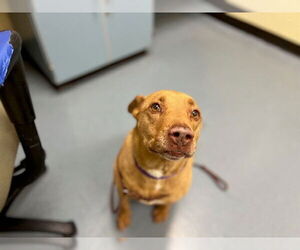 Labrador Retriever-Unknown Mix Dogs for adoption in Denver, CO, USA
