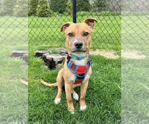Medium Photo #1 Mutt Puppy For Sale in Mundelein, IL, USA